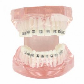 Modelo de configuración de 28 dientes y raíz del diente M-3001
