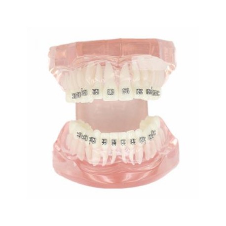Modelo de configuración de 28 dientes y raíz del diente M-3001