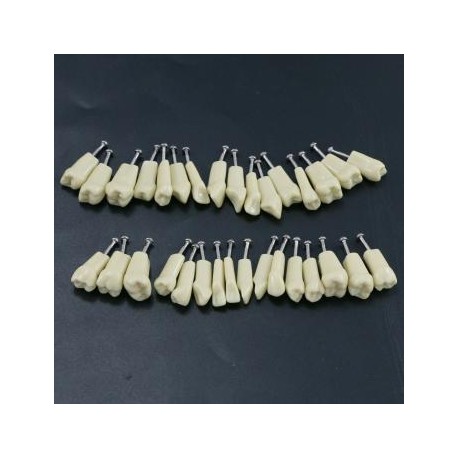 Modelo restaurador de tipodonto dental con 32 piezas de dientes removibles compatibles con Frasaco AG3