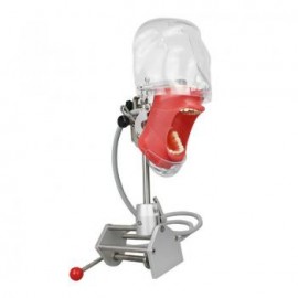 Fantoma Odontología Maniquí Completo Tipodonto Compatible con Nissin Kilgore