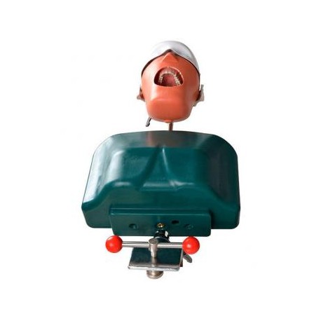 Jingle JG-C1 Fantoma Dental Maniquí Completo Tipodonto Compatible con Nissin Kilgore / Frasaco Tipo de Abrazadera