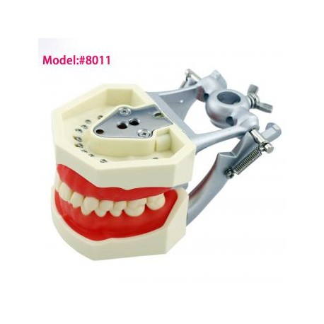 Fantoma Modelo de Práctica Compatible con Kilgore Nissin 200 28 Pcs Reemplazo de Dientes